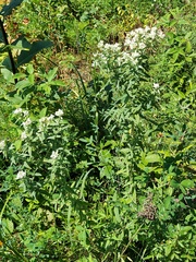 Pycnanthemum verticillatum