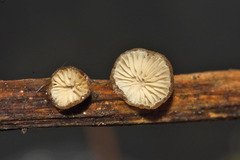 Hohenbuehelia cyphelliformis