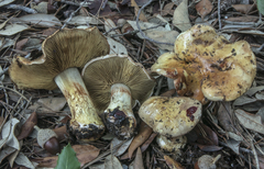 Cortinarius olivascentium