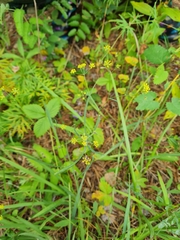 Bupleurum komarovianum