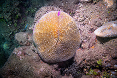 Fungia fungites