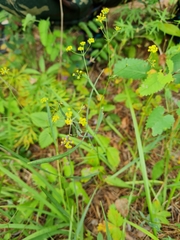 Bupleurum komarovianum
