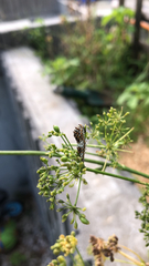 Papilio machaon hippocrates