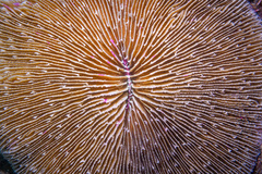 Fungia fungites