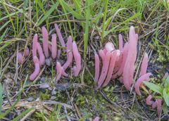 Clavaria rosea