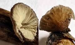 Hohenbuehelia cyphelliformis