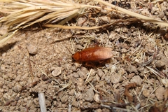 Parcoblatta americana