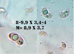 Hohenbuehelia cyphelliformis