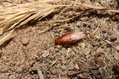 Parcoblatta americana