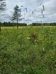 Sanguisorba parviflora