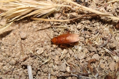Parcoblatta americana