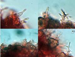 Hohenbuehelia cyphelliformis