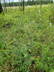 Sanguisorba parviflora