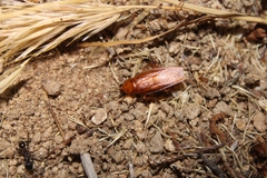 Parcoblatta americana