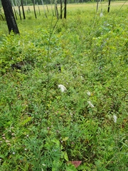 Sanguisorba parviflora