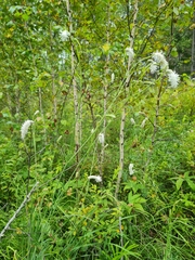 Sanguisorba parviflora