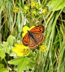 Lycaena panava