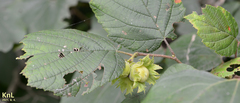 Corylus heterophylla