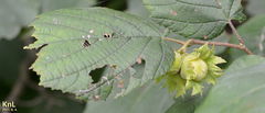 Corylus heterophylla
