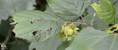 Corylus heterophylla