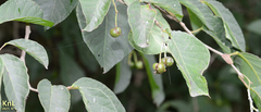 Neoshirakia japonica