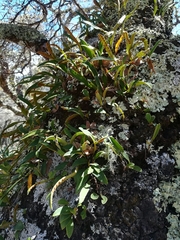 Pleopeltis polylepis