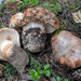 Tricholoma colossus - Photo (c) Nicolò Oppicelli, some rights reserved (CC BY-NC), uploaded by Nicolò Oppicelli