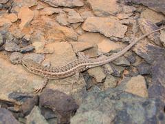 Chioninia spinalis boavistensis