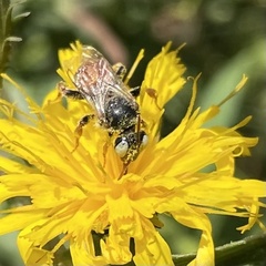 Epeoloides coecutiens