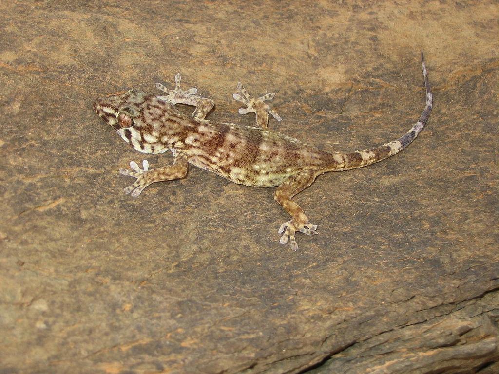 Boavista Wall Gecko