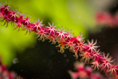 Acanthogorgia spinosa