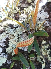 Pleopeltis polylepis