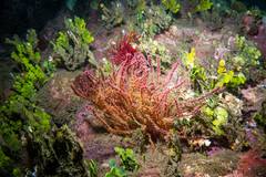 Acanthogorgia spinosa