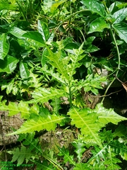 Acanthus montanus