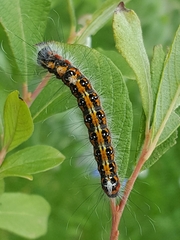 Acronicta tridens