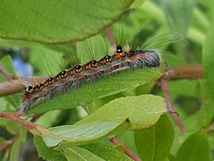 Acronicta tridens