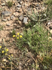 Bupleurum bicaule
