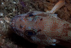 Acanthistius sebastoides