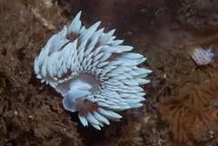 Antiopella capensis