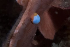 Gibberula dulcis
