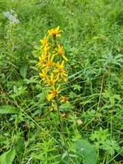 Ligularia fischeri