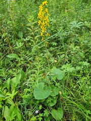 Ligularia fischeri