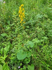 Ligularia fischeri
