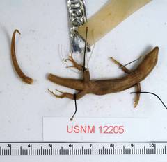 Delalande's Skink photo 2