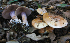 Cortinarius aurantiorufus