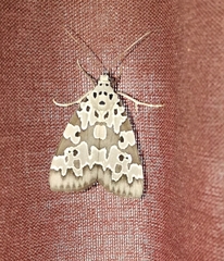 Sommeria culta