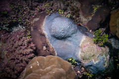 Leptastrea transversa