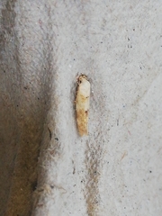 Zelleria oleastrella