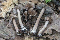 Inocybe asterospora