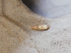 Zelleria oleastrella